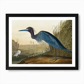 Remastered Version Blue Crane Or Heron From Birds Of America by Audubon Plate CCCVII, Art Print