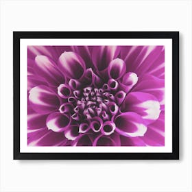 Purple Dahlia Flower Art Print