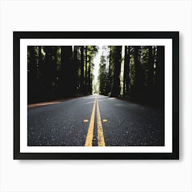 Redwood Forest Road - National Park Art Print