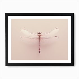 Dragonfly Roseate Skimmer Orthemis 8 Art Print