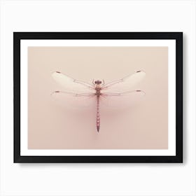 Dragonfly Roseate Skimmer Orthemis 8 Poster