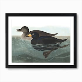 American Scoter Duck Art Print