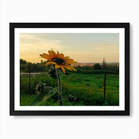 Sunflower At Sunset Art Print