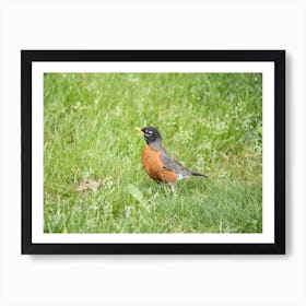 American Robin Art Print