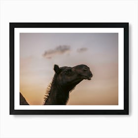 Camel with a beautiful sky 2 - Al Wathba Abu Dhabi UAE photo print - moody animal photography art Art Print Art Print