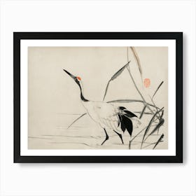 Crane In Water Art Print