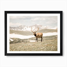 Bull Elk Scenery Art Print