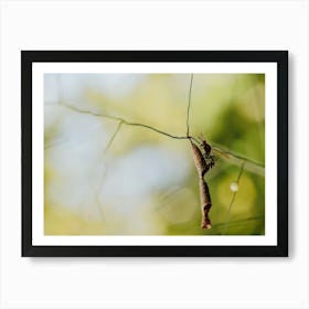 Insect On A Branch Art Print