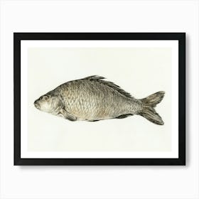 Fish 5, Jean Bernard Art Print