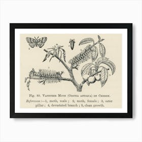 Vintage Illustration Of Vapourer Moth, John Wright Art Print