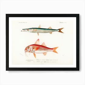 Different Types Of Fishes, Charles Dessalines D'Orbigny 9 Art Print