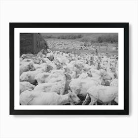 Untitled Photo, Possibly Related To Freshly Shorn Sheep On Ranch In Malheur County, Oregon By Russell Lee Art Print