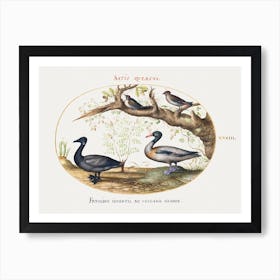 A Pair Of Bohemian Waxwings, Shelduck, And Brant Goose With A Ginger Plant (1575 1580), Joris Hoefnagel Art Print