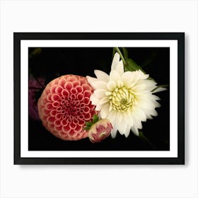 Dahlias Art Print