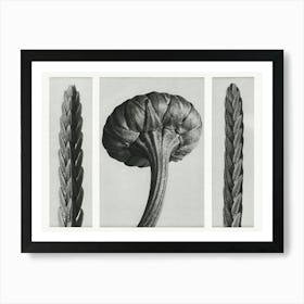 Heather And Chrysanthemum Leucanthemum (1928), Karl Blossfeldt Art Print