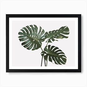 Monstera Plant Leaves Art Print