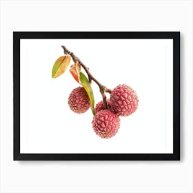 Lychee Fruit Isolated On White Art Print