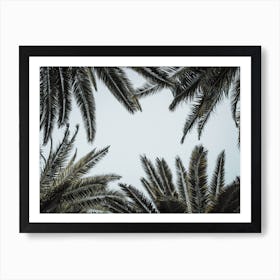 Palm Tree Grove Art Print