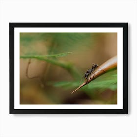 Ant On A Leaf Art Print