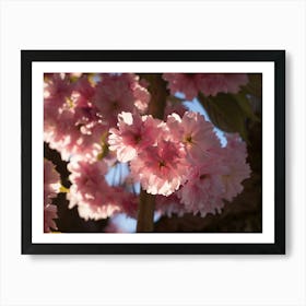 Pink blossoms of ornamental cherry 4 Art Print