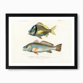 Porkfish And Shade Fish, Charles Dessalines D'Orbigny Art Print