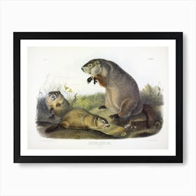 Woodchuck, Groundhog, John James Audubon Art Print