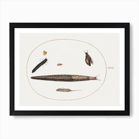Leopard Slug, Ground Beetle Larva, Rat Tailed Maggot, And Other Creatures, Joris Hoefnagel Art Print