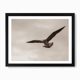 Bird Above Isla Holbox In Mexico Art Print