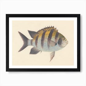 Unidentified Fish, Luigi Balugani (15) Art Print