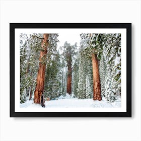 Giant Sequoia Forest Art Print