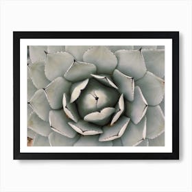 Green Agave Plant Art Print