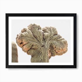 Crested Saguaro Art Print