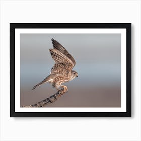 Sharp Shinned Hawk Flying Art Print