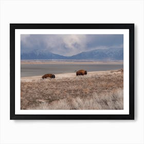 Running Bison Art Print