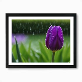 Purple Tulip in the rain Art Print