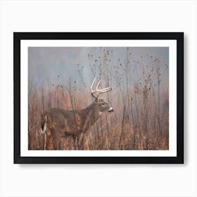 Misty Swamp Deer Art Print