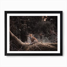 Forest Red Fox Art Print