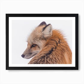 Red Fox In Snow Art Print