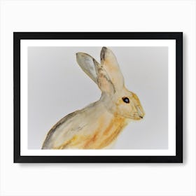 Young Hare Art Print