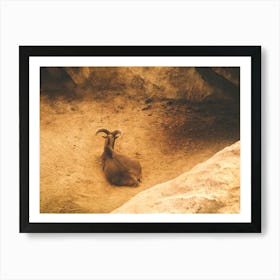 A Mountain Goat In A Frame Of Rocks Art Print