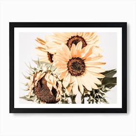 Summer Sunflowers Art Print