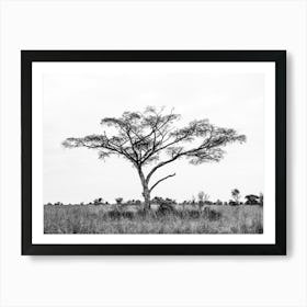 Black And White Lone Tree In Uganda In Africa Art Print