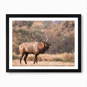 Warm Elk Scenery Art Print