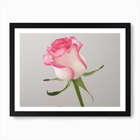 Pink Rose 1 Art Print