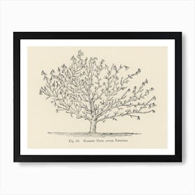 Vintage Illustration Of Tree, John Wright Art Print