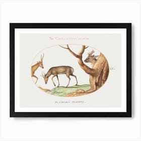 Three Types Of Stags With A Dormouse (1575–1580), Joris Hoefnagel Art Print