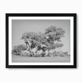 Clump Of Cottonwood Trees Near Phoenix, Arizona, Municipal Golf Course By Russell Lee Art Print