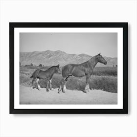 Colts From Fsa (Farm Security Administration) Cooperative Sire, Box Elder County, Utah By Russell Lee Art Print