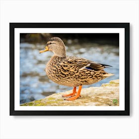 Mallard Duck 20230108956pub Art Print