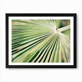 Close up Green Palm leaf // Ibiza Nature & Travel Photography Art Print